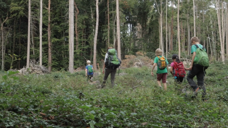 forest europe